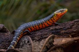 San Cristobal Galliwasp